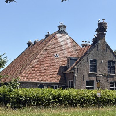 Heel veel ooievaars