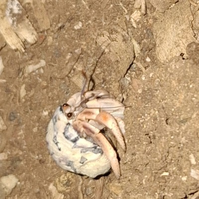 Meneer krab