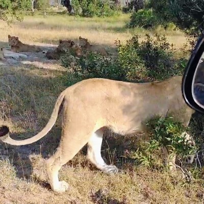 Ontmoeting met leeuwin in Kruger Wildpark Zuid-Afrika