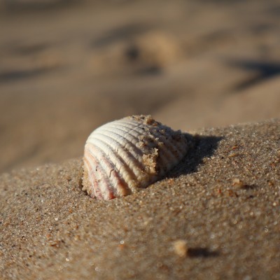 Schelp op het strand
