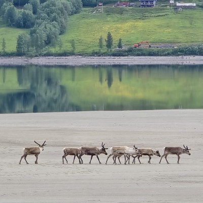 Rendieren op het strand