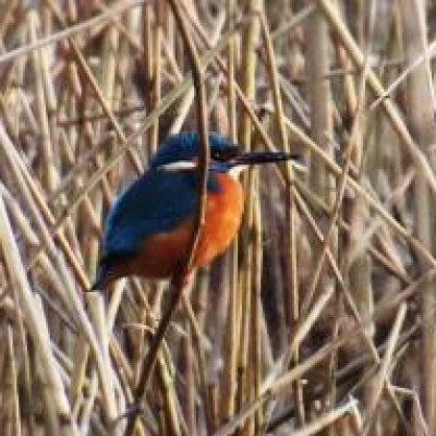 IJsvogel verscholen in het riet