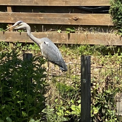 Reiger turend naar prooidieren