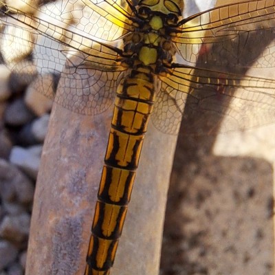 libelle