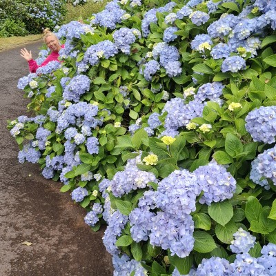 Aroren eilanden met haar prachtige bkauwe Hortensia's
