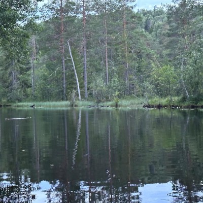 Spot jij ook deze bever in Zweden?
