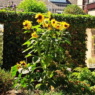 Zonnebloem in Krimpen aan de Lek