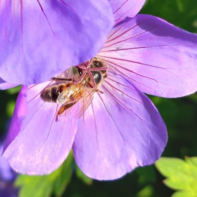 Prachtige bij op geranium.