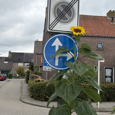 Verplichte rijrichting met een knipoog