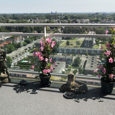 Hoogzomer