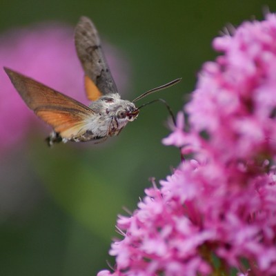 Mooi moment in de vlindertuin de Zindering