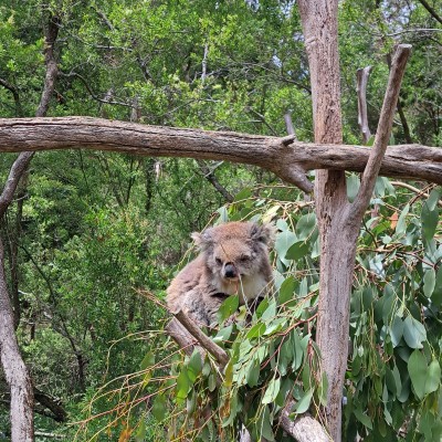 Schattige koala in de boom.