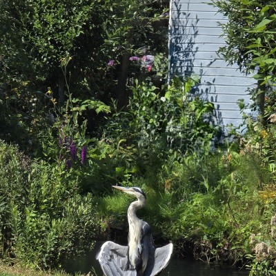 Zonnebaden in stijl: een blauwe reiger geniet met volle teugen aan de waterkant.