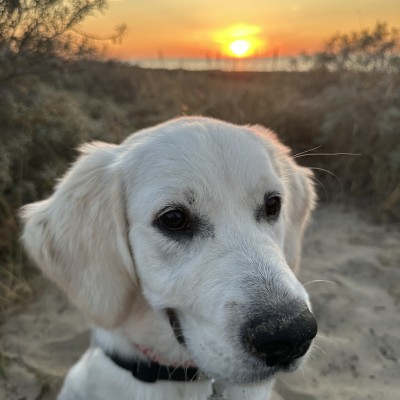 Floortje bij zonsondergang