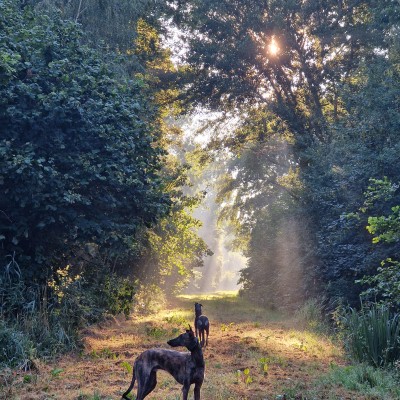 Morning stroll