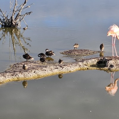 Flamingo