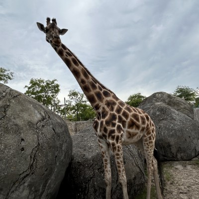 Safari in de dierentuin