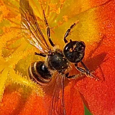 Schoonheid der natuur