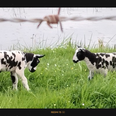 Schapen !!