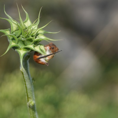 Europese dwergmuis in het veld 2