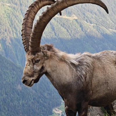Bijzondere ontmoeting op trail de Mont Blanc