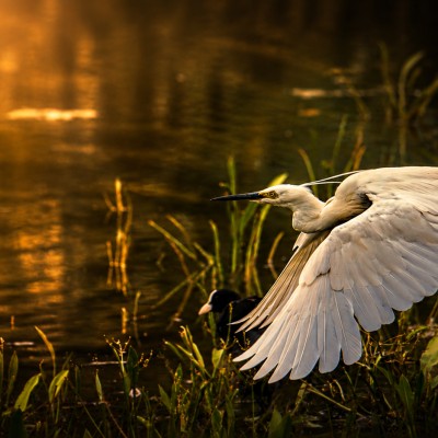 Witte reiger met zonsopgang