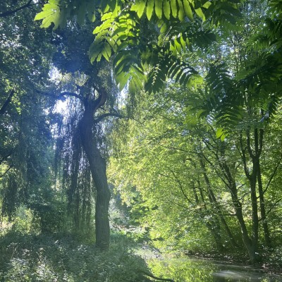 Tussen bladeren en licht