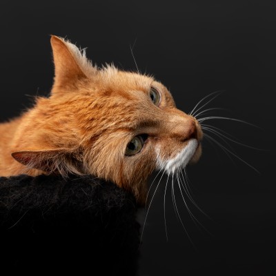 Biggie - onze roodharige kat