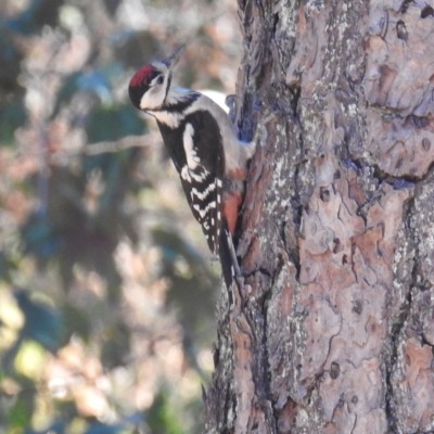 Kleine bonte schecht