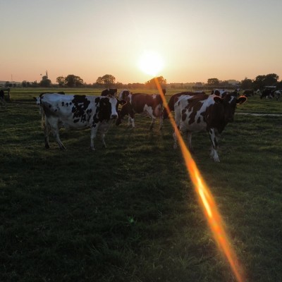 Nieuwsgierige koeien bij zonsondergang
