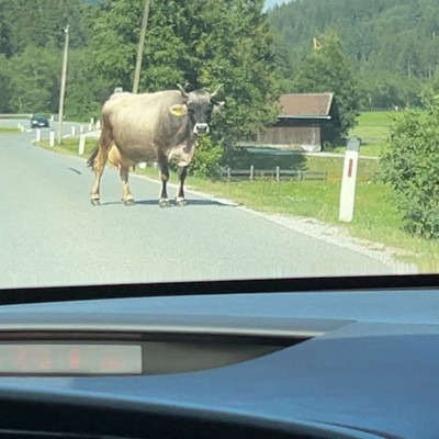 Echt vakantie, wachten op een koe