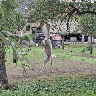 Alpaca zoekt het hogerop
