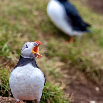 Papegaaiduikers in IJsland