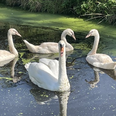 Swan Lake