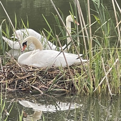 Broedende zwaan