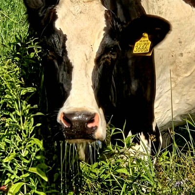 Pfff...dorst....