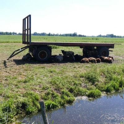 Blije schapen vinden schaduwplek.