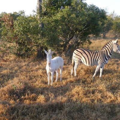 Albino Zebra