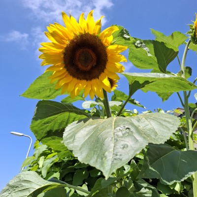 Mooie zonnebloem
