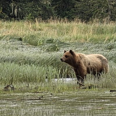 Moeder Grizzlybeer Thimble