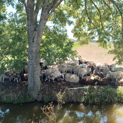 Alle schapen in de schaduw