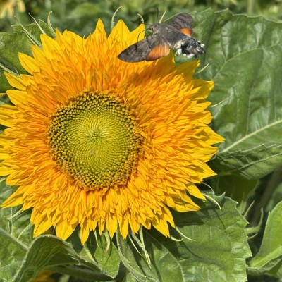 Kolibrie vlinder op zonnebloem.