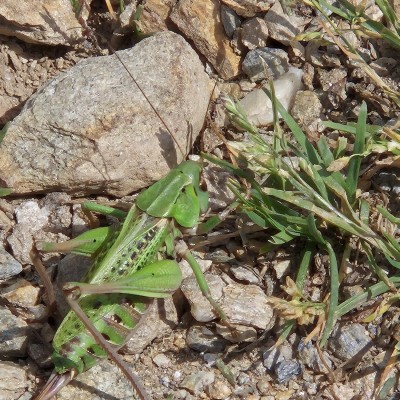 Springhaan groet ons op een rots (ca 4cm)