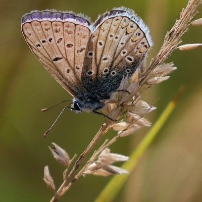Icarusblauwtje