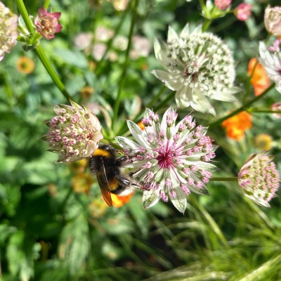 Hommel rust en verzamelt nectar op astrantia