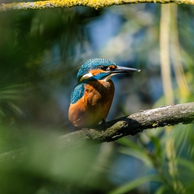 ijsvogel bij Goud asfalt