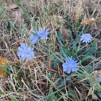 Bloemen op de droge dijk