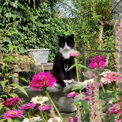 Genieten in de tuin