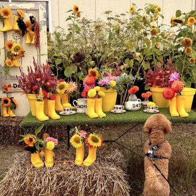 Wat staat er voor lekkers op tafel?🐾 Euhh.. bloemen..