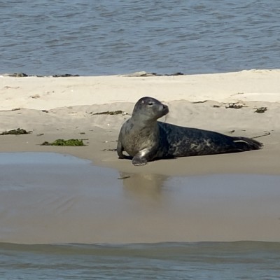 Robbeneiland Ameland